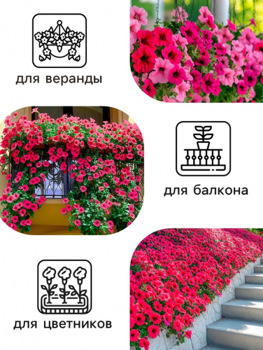 Семена Цветов Петуния 