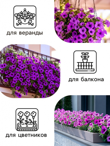 Семена  Петуния 