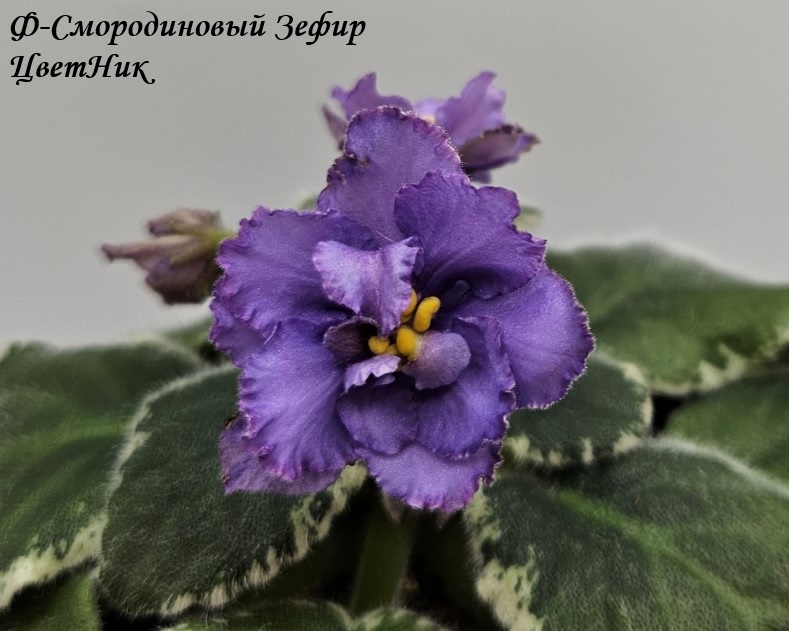 Фиалка Ф-Смородиновый Зефир