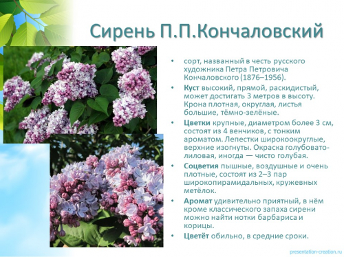 сирень п.п.кончаловский