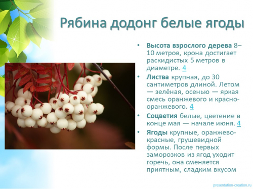 рябина додонг белые ягоды