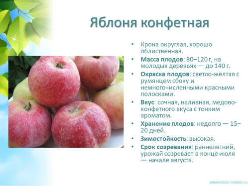 яблоня конфетная ранняя