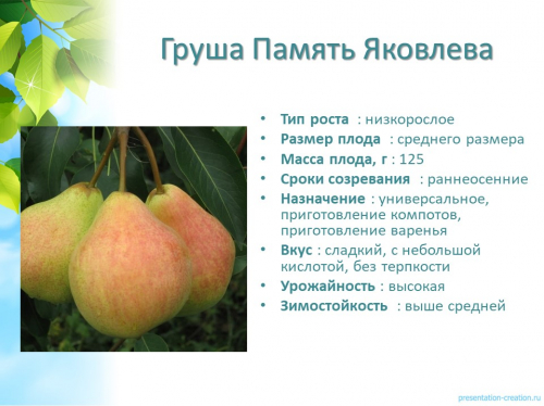 груша память яковлева осенняя