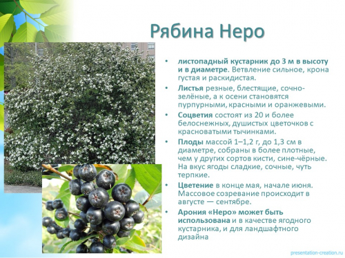 рябина неро