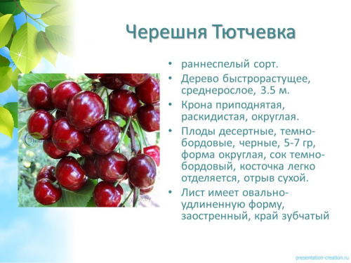 черешня тютчевка