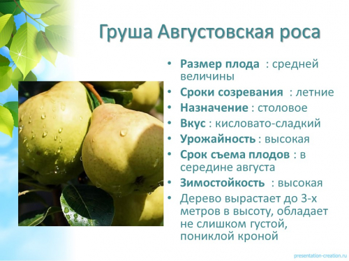 груша августовская роса