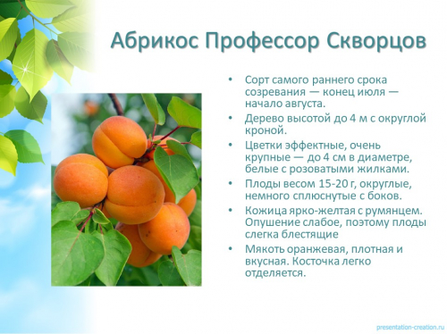 абрикос профессор скворцов