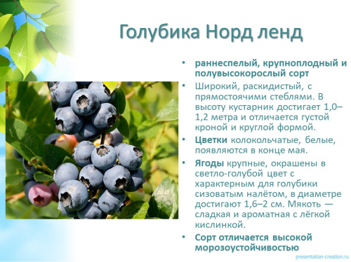 голубика нордленд