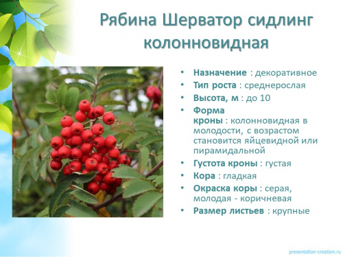 рябина_шерватор_сидлинг_колонновидная
