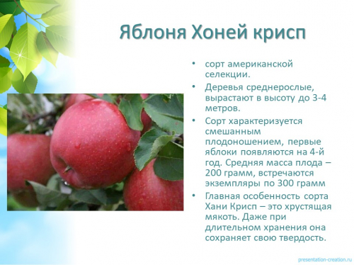 яблоня хоней крисп зимнее