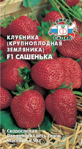 Клубника Сашенька СеДек