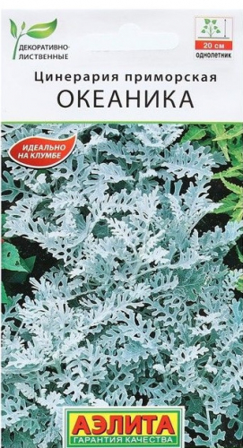 Цинерария Океаника Аэлита