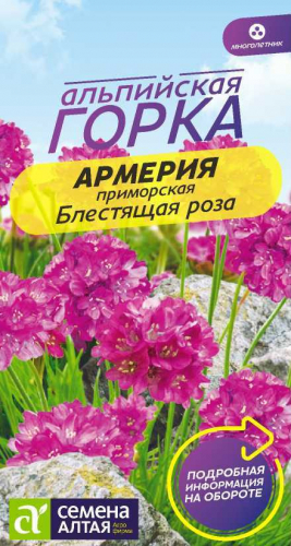Армерия Блестящая Роза Сем.Алтая