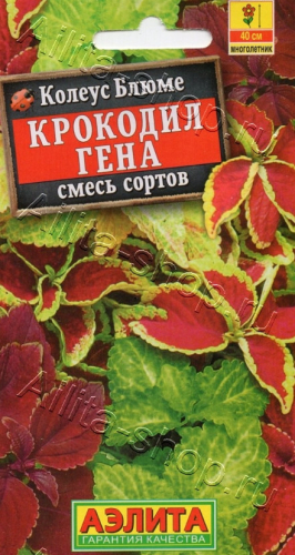 Колеус Блюме Крокодил Гена Аэлита