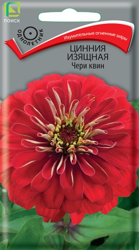 Цветы Цинния Чери Квин 0,3 г ц/п Поиск (однол.)