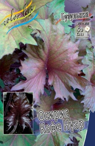 Бузульник Осирис Кафе Нуар