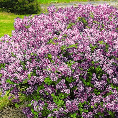 Сирень повторноцветущая Джози