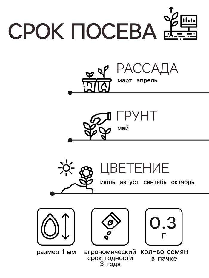 Семена цветов Гелихризум