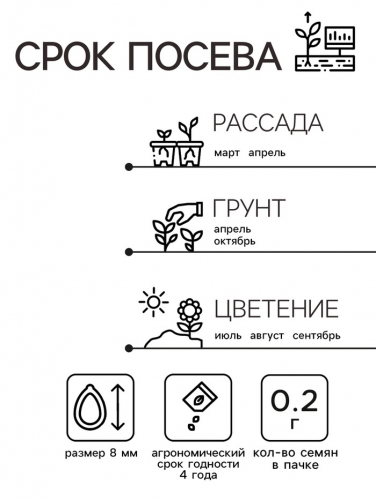 Семена Астра 