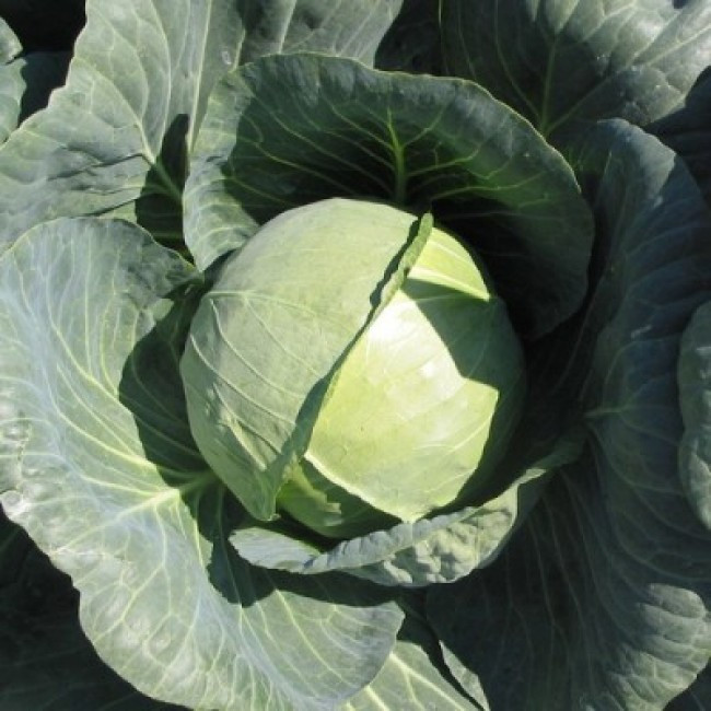 6201U Капуста белокочанная Застольный F1 10шт