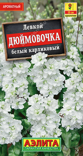 1554A Левкой карликовый Дюймовочка белый 30шт