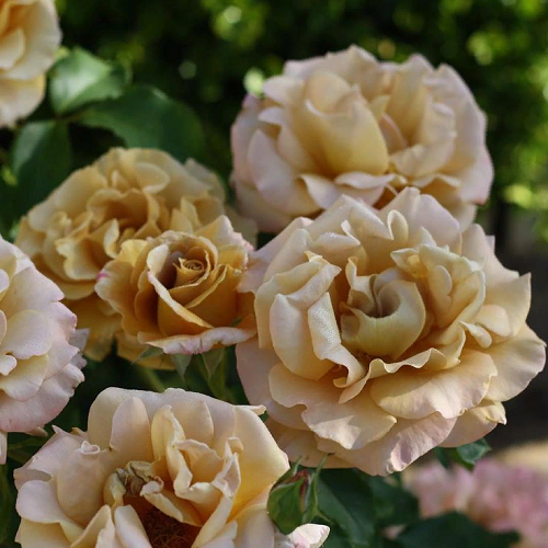 R523 ХАНИ ДИЖОН