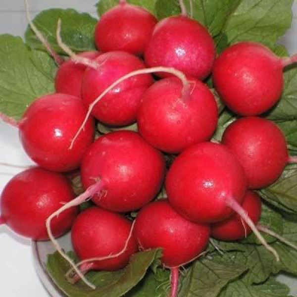 5161D Редис Кардинал F1 1 г