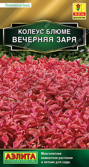 1539A Колеус блюме Вечерняя заря 10 шт