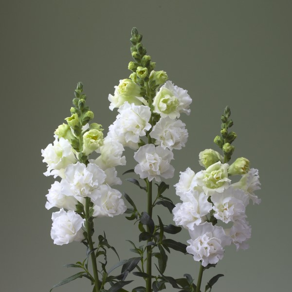 5211D Антирринум (Львиный зев) Легенд Дабл 1 Вайт 10 шт