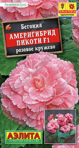 1287A Бегония Америгибрид Пикоти F1 розовое кружево 5шт