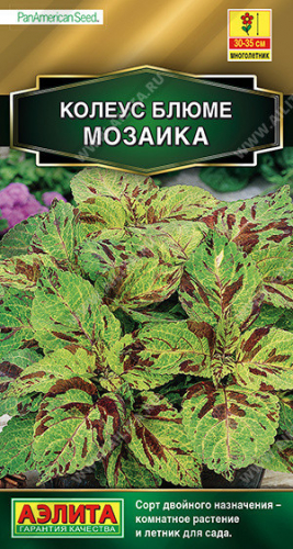 1543A Колеус блюме Мозаика 10 шт