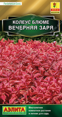 1539A Колеус блюме Вечерняя заря 10 шт