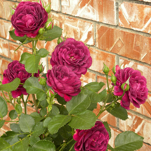 R569 ЭББ ТАЙД