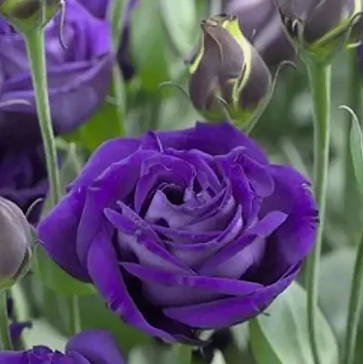 5200D Эустома крупноцветковая Арена F1 III Парпл 5 шт