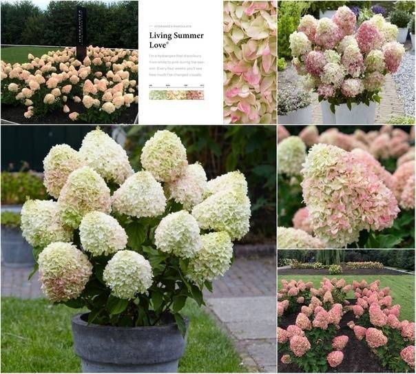 Гортензия метельчатая Ливинг Саммер лов Living® Summer Love