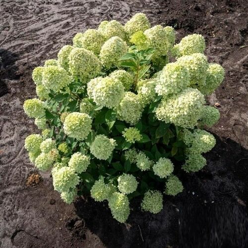 Гортензия метельчатая Литл Пешн Little Passion