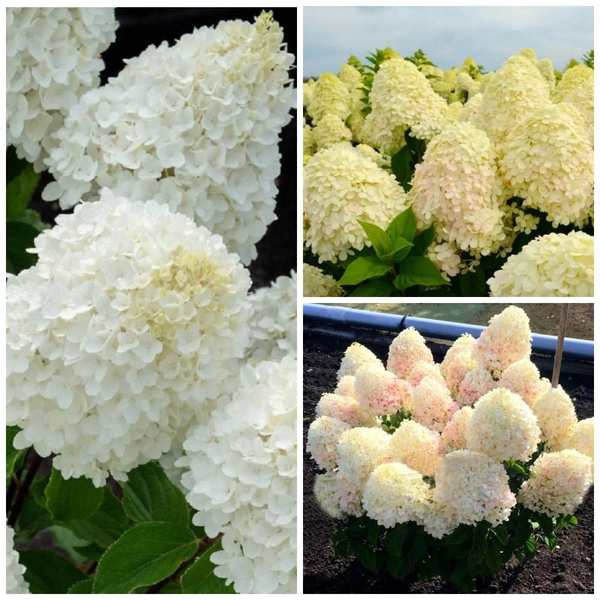 Гортензия метельчатая Ливинг Шугар раш Sugar Rush®