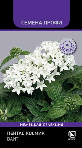Цветы Пентас Космик Вайт 7 шт ц/п Поиск (комн.)