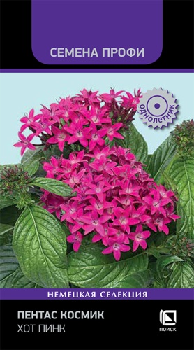 Цветы Пентас Космик Хот Пинк 7 шт ц/п Поиск (комн.)