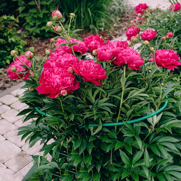 Кустодержатель, d=40 см, h=60 см, ножка d=1 см, металл, набор 2 шт., зелёный