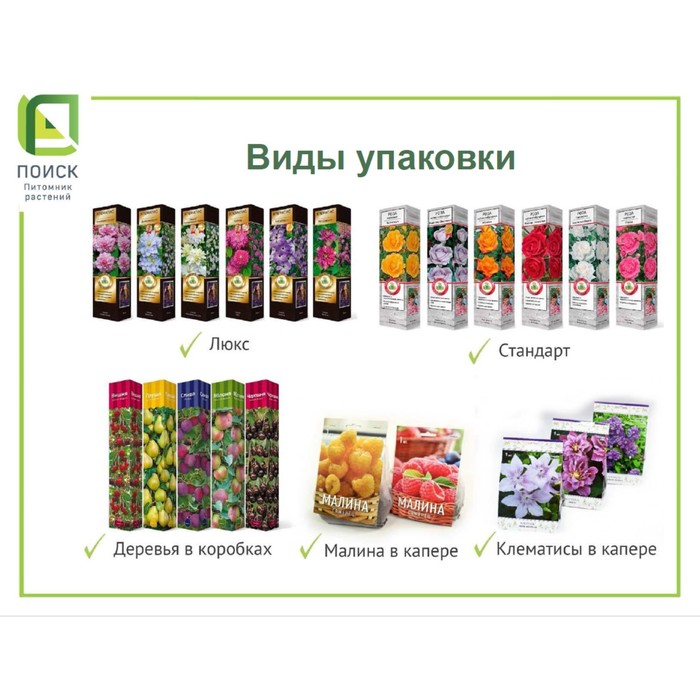 Клематис крупноцветковый «Мазовше» лиана, 1 шт., туба
