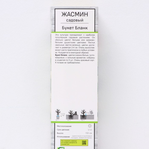 Жасмин садовый (Чубушник) 