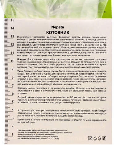 Котовник Фассена Сикс Хиллс Джайнт, р-р I, 1 шт, Осень 2025