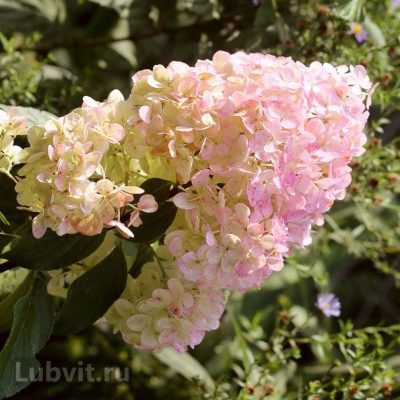 Гортензия метельчатая Мэджикал свит саммер Magical Sweet Summer