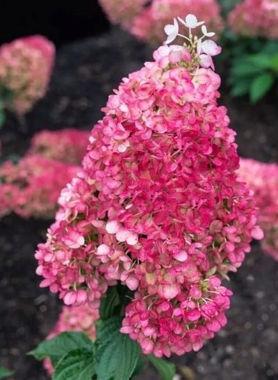 Гортензия метельчатая Строуберри Блоссом Strawberry Blossom