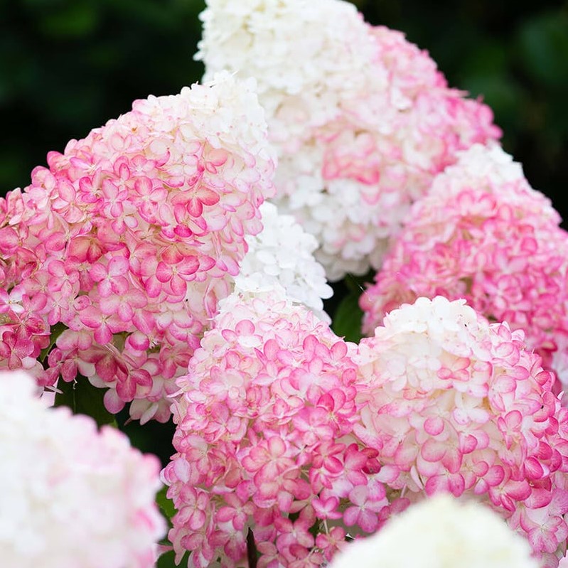 Гортензия метельчатая Пинк энд Роуз Pink and Rose