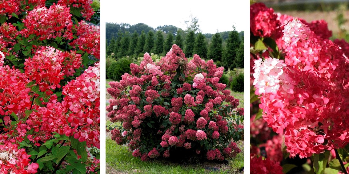 Гортензия метельчатая Даймонд Руж Diamant Rouge