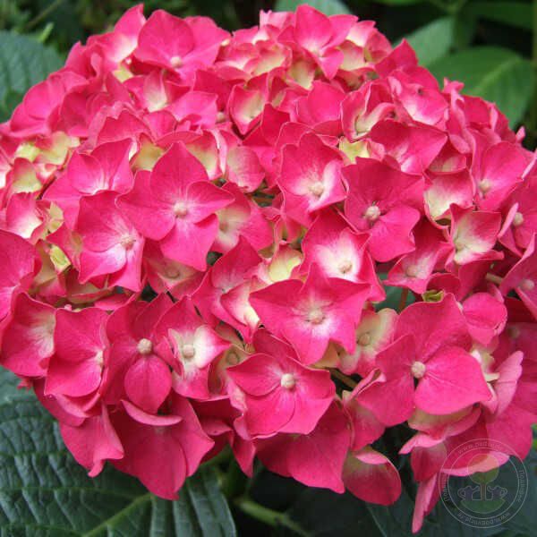 Гортензия крупнолистная Форевер энд Эва Ред Forever & Ever Red