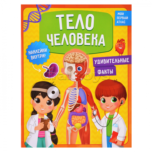 Мой первый атлас с наклейками. Тело человека. 22,5х29 см. 32 стр.