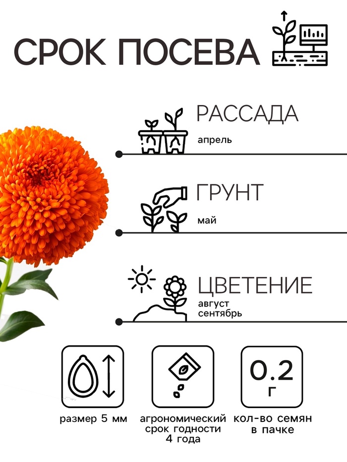 Семена Астра Монпансье, смесь окрасок , 0,2г